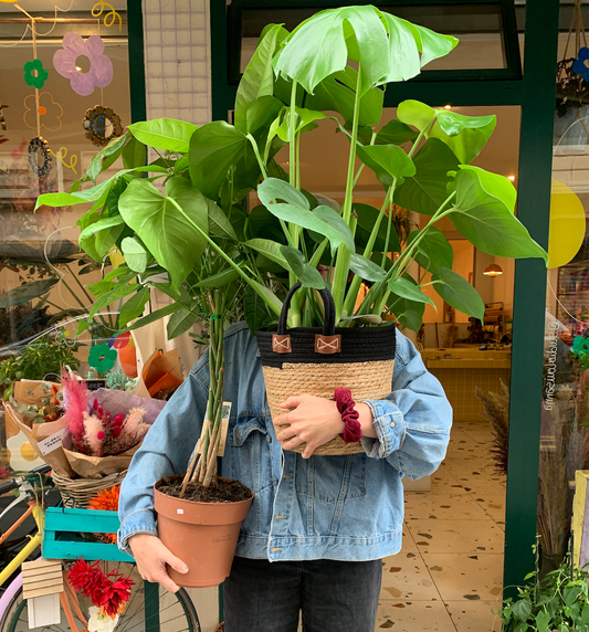 Conseils d'entretien des plantes : des vacances sans soucis