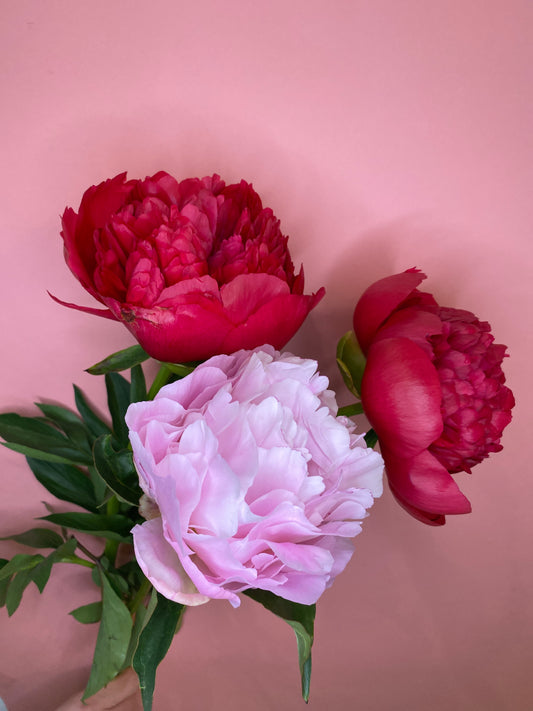 Les filles d'à côté vous racontent les pivoines 🌸