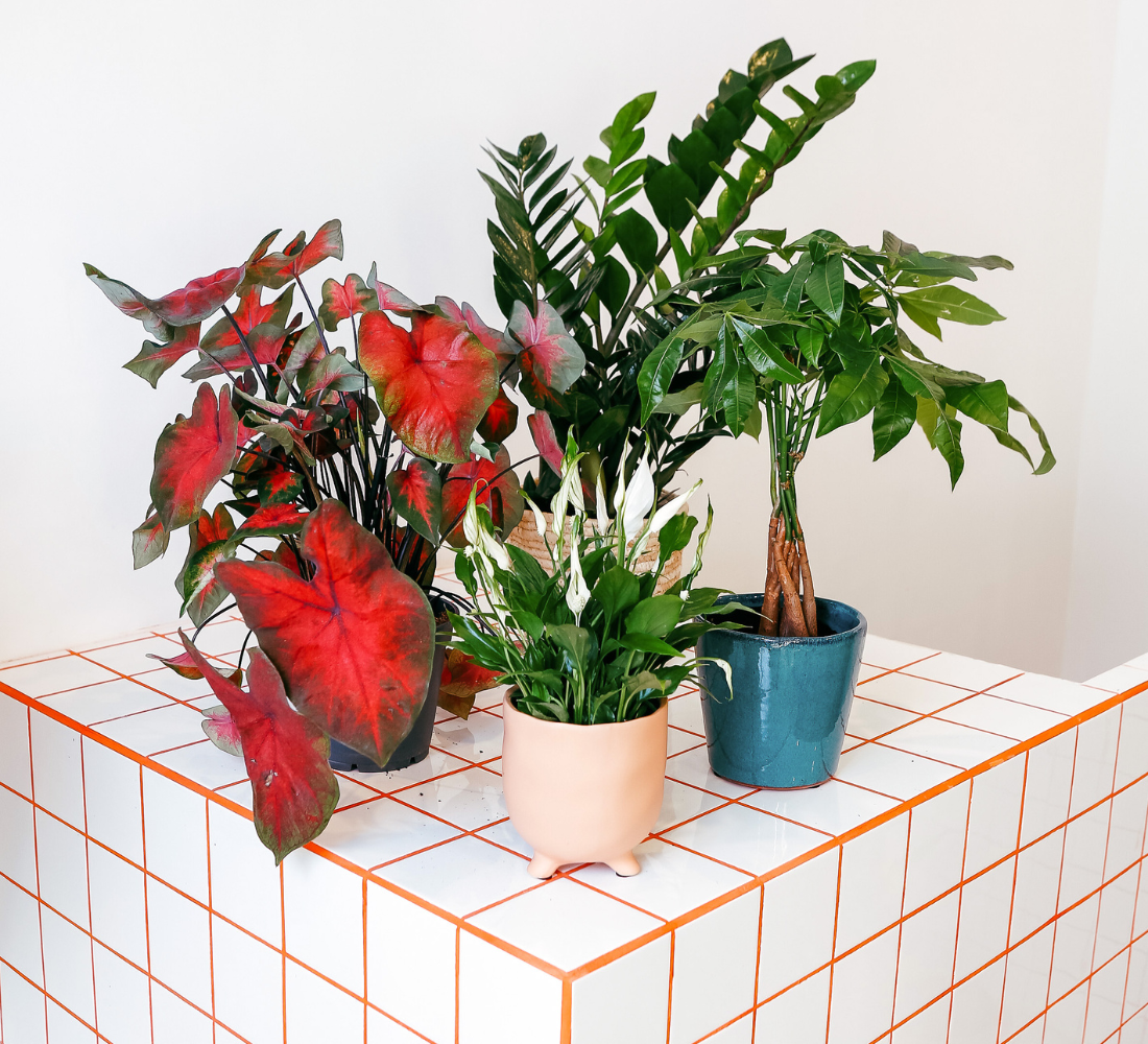 Les filles d'à côté vous expliquent comment rempoter vos plantes 🪴