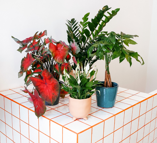 Les filles d'à côté vous expliquent comment rempoter vos plantes 🪴