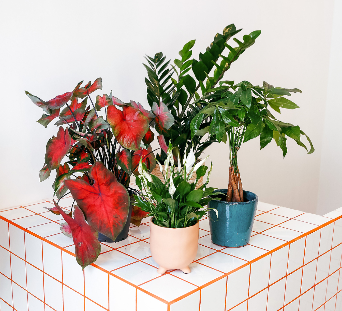 Plantes - demandez-nous la sélection