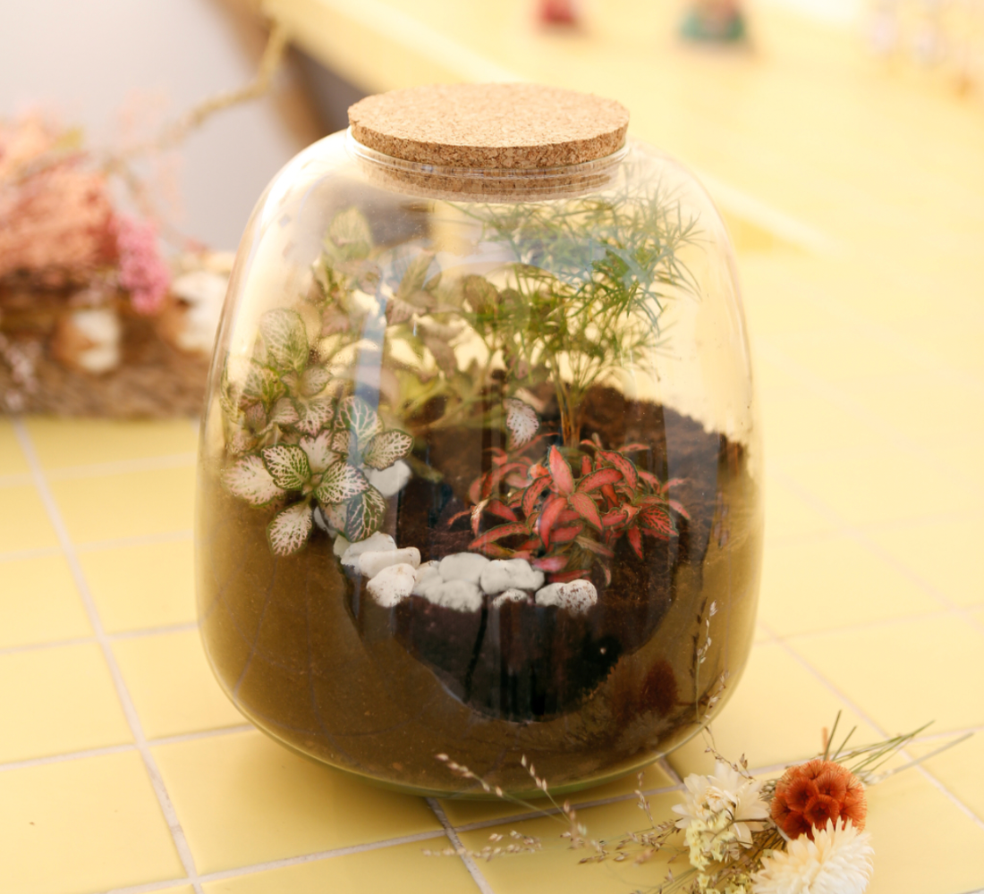 Terrarium 🪴
