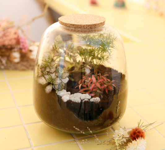 Terrarium 🪴